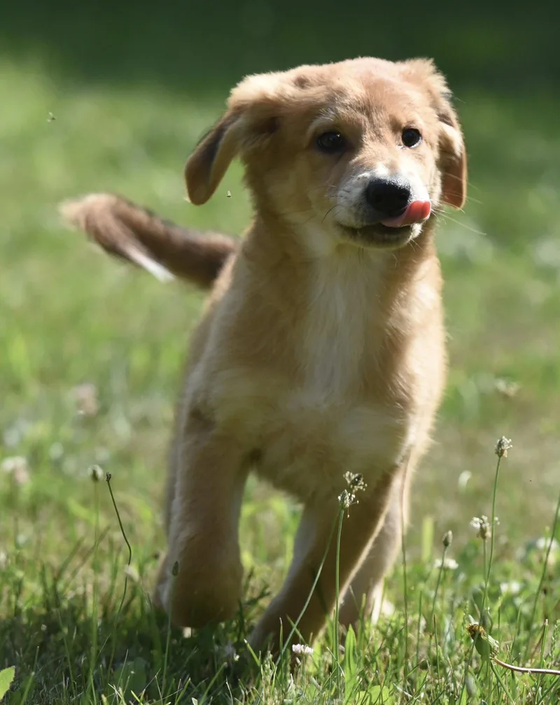A baby large-sized female Golden Retriever dog named Tinsley for adoption in Mechanicsburg, PA