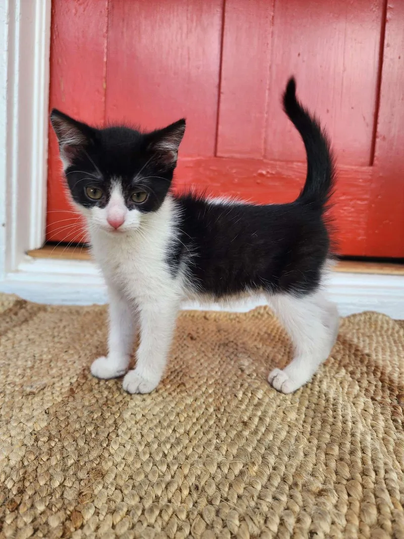 A baby small-sized male Black & White / Tuxedo Domestic Short Hair cat named Batman for adoption in Piscataway, NJ