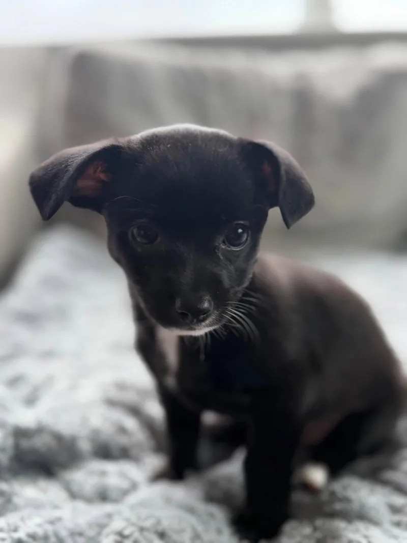 A young small-sized female Chihuahua dog named Bella for adoption in Sunnyvale, CA