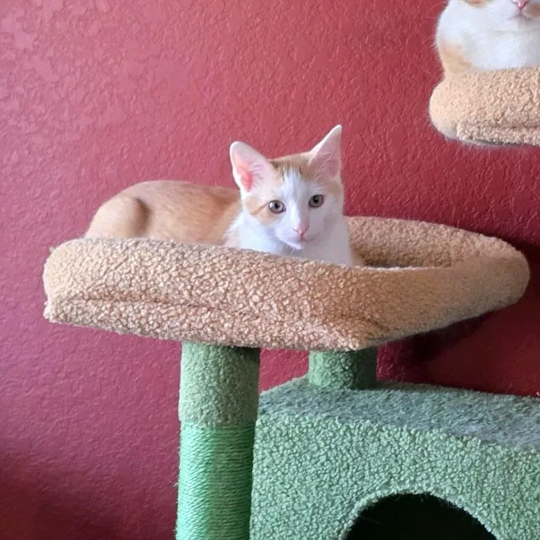 A baby medium-sized male Tabby (Orange / Red) Tabby cat named Otto for adoption in Tulsa, OK
