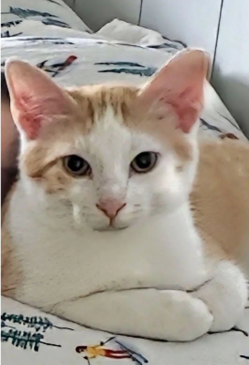 Otto thumbnail 2