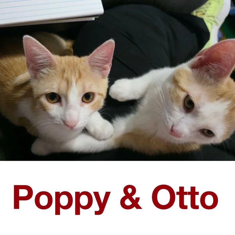Otto thumbnail 3