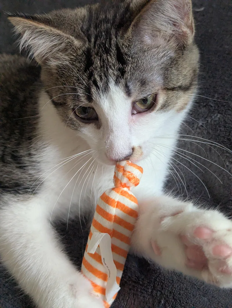 A baby medium-sized male Tabby (Brown / Chocolate) Domestic Short Hair cat named Tom for adoption in Sterling Heights, MI