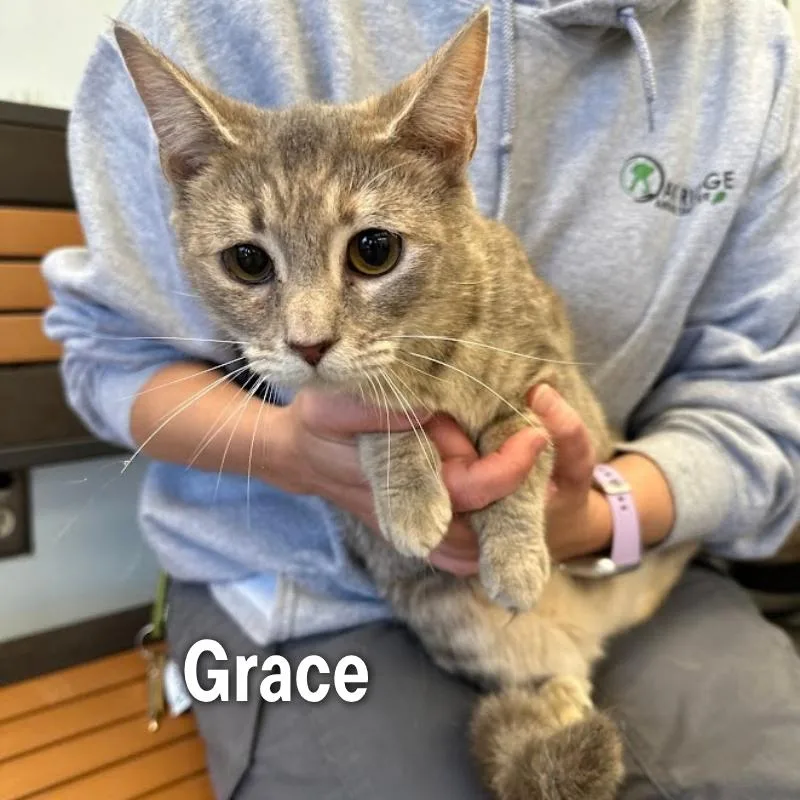 A young small-sized female Domestic Short Hair cat named Grace for adoption in Oak Ridge, TN