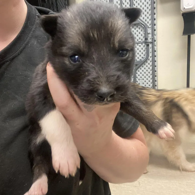 A baby medium-sized female Black Mixed Breed dog named Leilani for adoption in Red House, WV