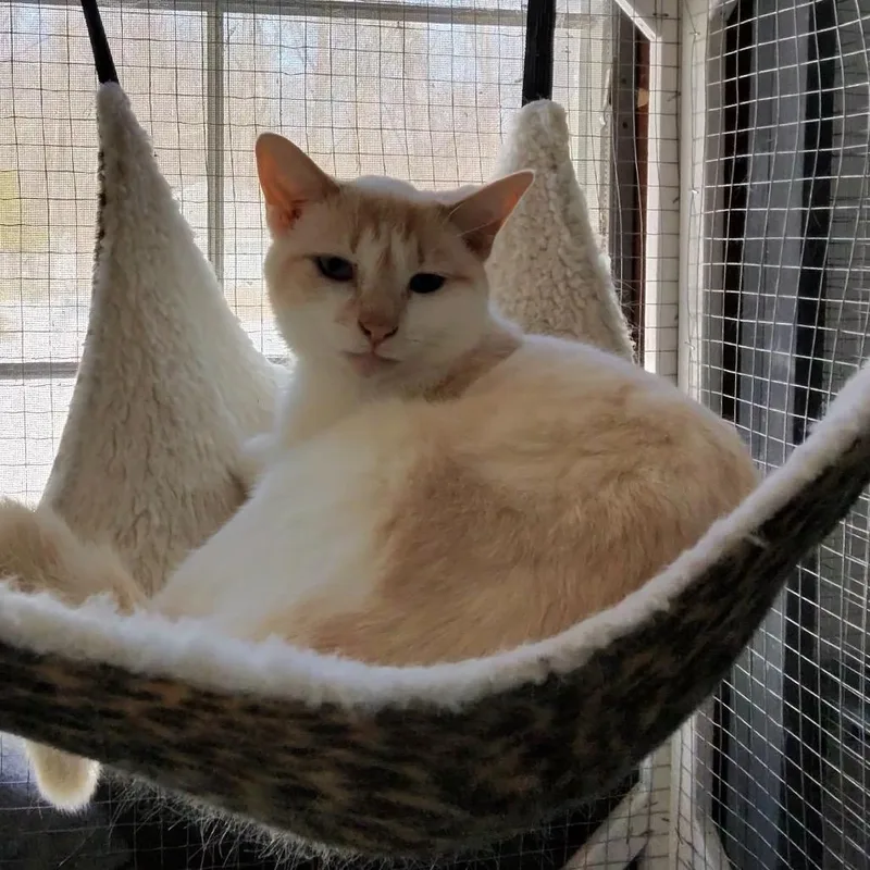 A young small-sized male Orange / Red Siamese cat named Alvin for adoption in Nokesville, VA