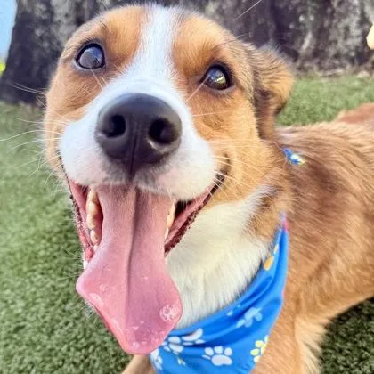 An adult medium-sized male Fox Terrier dog named Lt. Dan for adoption in Largo, FL