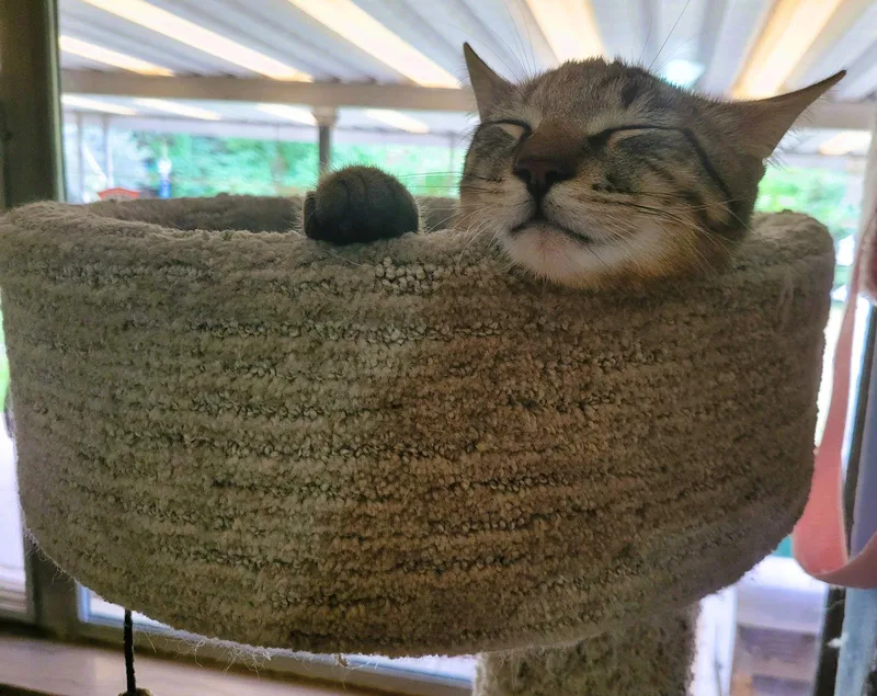 C Litter Joey thumbnail 2