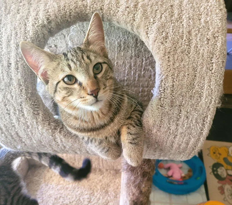 C Litter Joey thumbnail 3