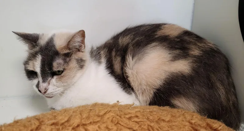 A young medium-sized female Domestic Short Hair cat named Annie Yo for adoption in Satellite Beach, FL