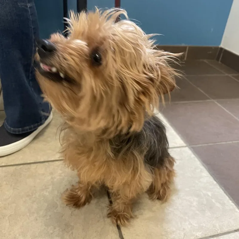 A senior small-sized male Mixed Breed dog named StrayAirportThruway"Jake" for adoption in Columbus, GA
