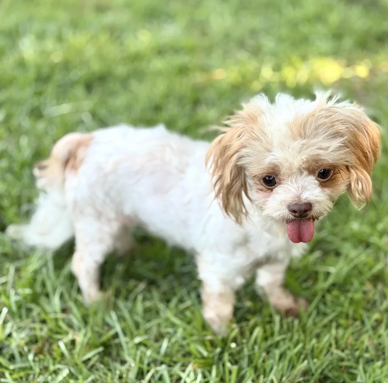 An adult small-sized female Shih Tzu dog named Nova for adoption in Lucedale, MS