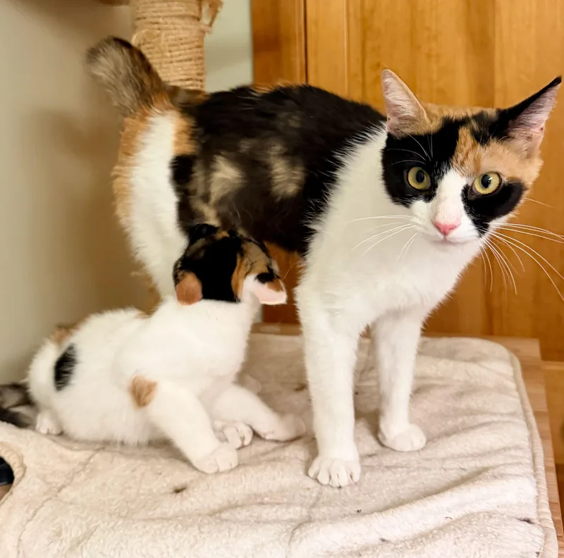 A young medium-sized female Calico cat named Buttercup & Geraldine for adoption in The Dalles, OR