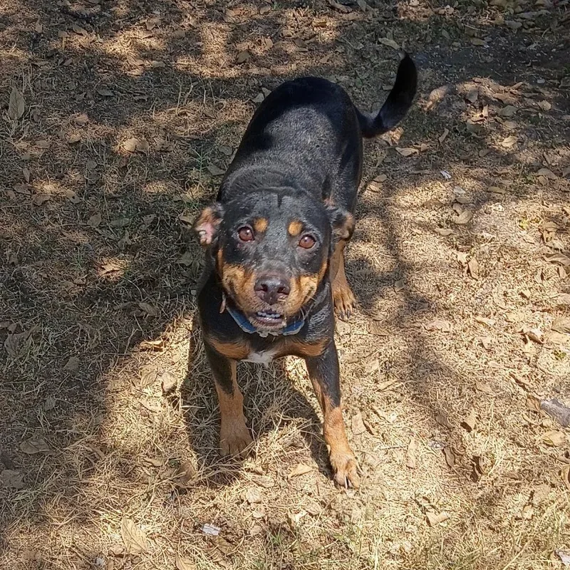 An adult medium-sized male Black Rottweiler dog named Bowler D for adoption in Corsicana, TX