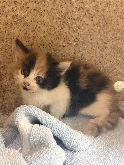 A baby small-sized female Domestic Short Hair cat named Mei for adoption in Riverside, CA