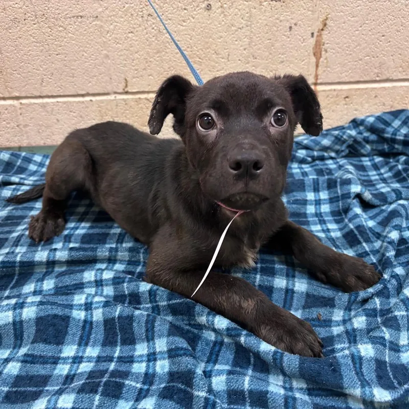 A baby small-sized female Black Mixed Breed dog named Big Mama for adoption in Memphis, TN