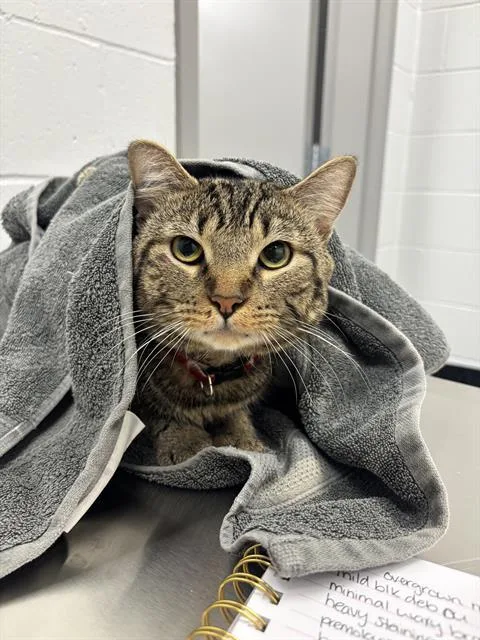 An adult small-sized male Domestic Short Hair cat named Bart for adoption in Indianapolis, IN