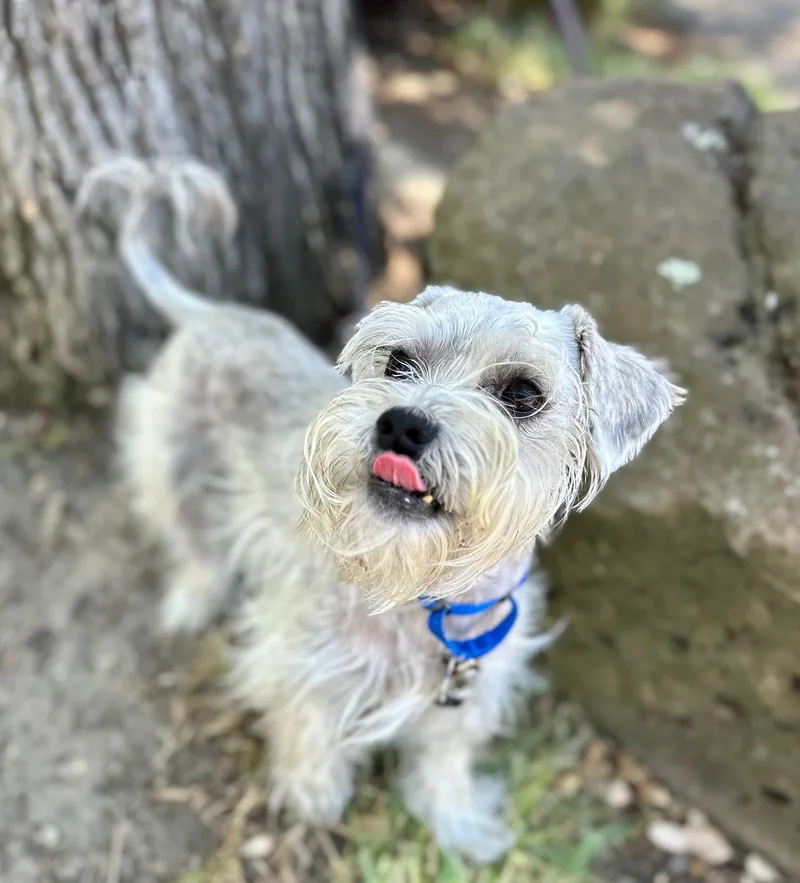 A young small-sized male Schnauzer dog named Cauliflower for adoption in Palo Alto, CA