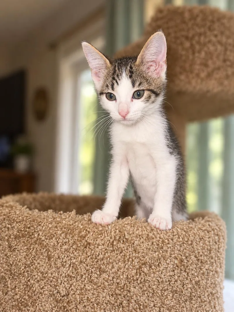 A baby medium-sized male White Tabby cat named Taz Z for adoption in Fresno, CA