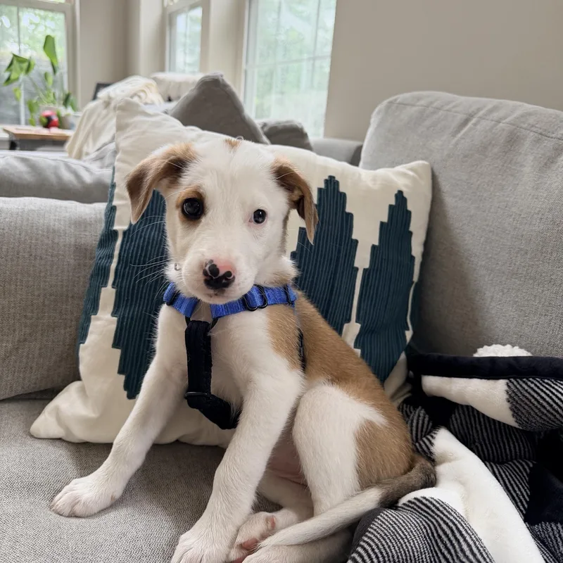 A baby medium-sized female White / Cream Australian Shepherd dog named Patsy for adoption in Plainfield, IL