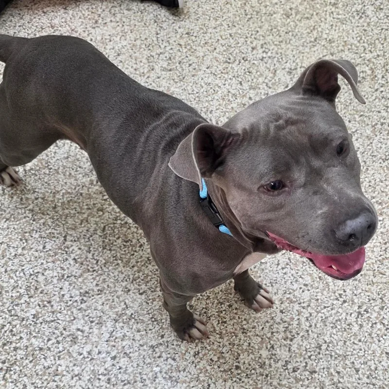 An adult medium-sized female Mixed Breed dog named Nivara for adoption in Auburn, AL