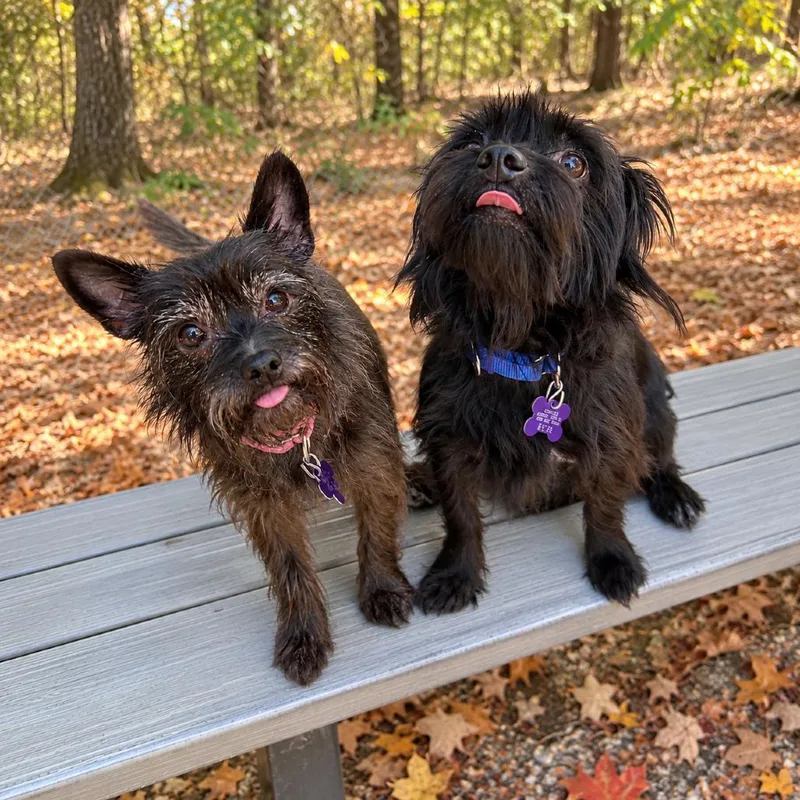 An adult small-sized female Chihuahua dog named Kylo for adoption in Hopkinton, MA