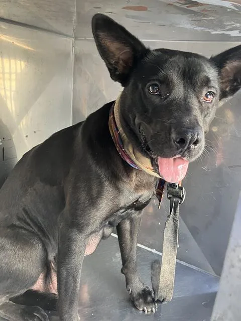An adult medium-sized female Mixed Breed dog named Molly for adoption in Dallas, TX
