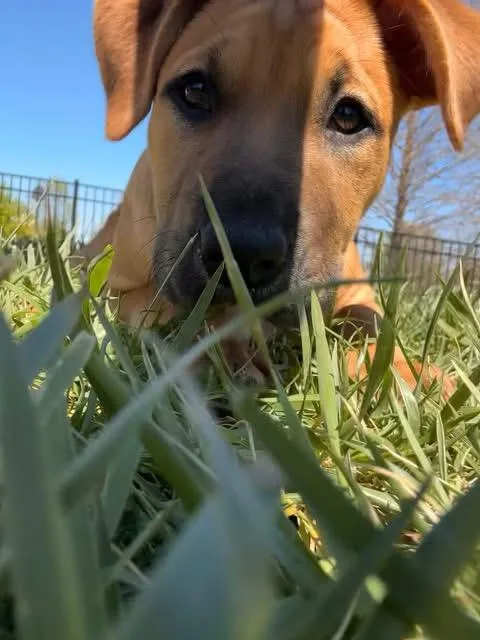 A baby medium-sized female Apricot / Beige Labrador Retriever dog named Halo for adoption in O'Fallon, MO