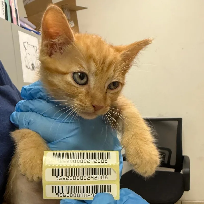 A baby small-sized female Orange / Red Domestic Medium Hair cat named Polka for adoption in Charleston, WV