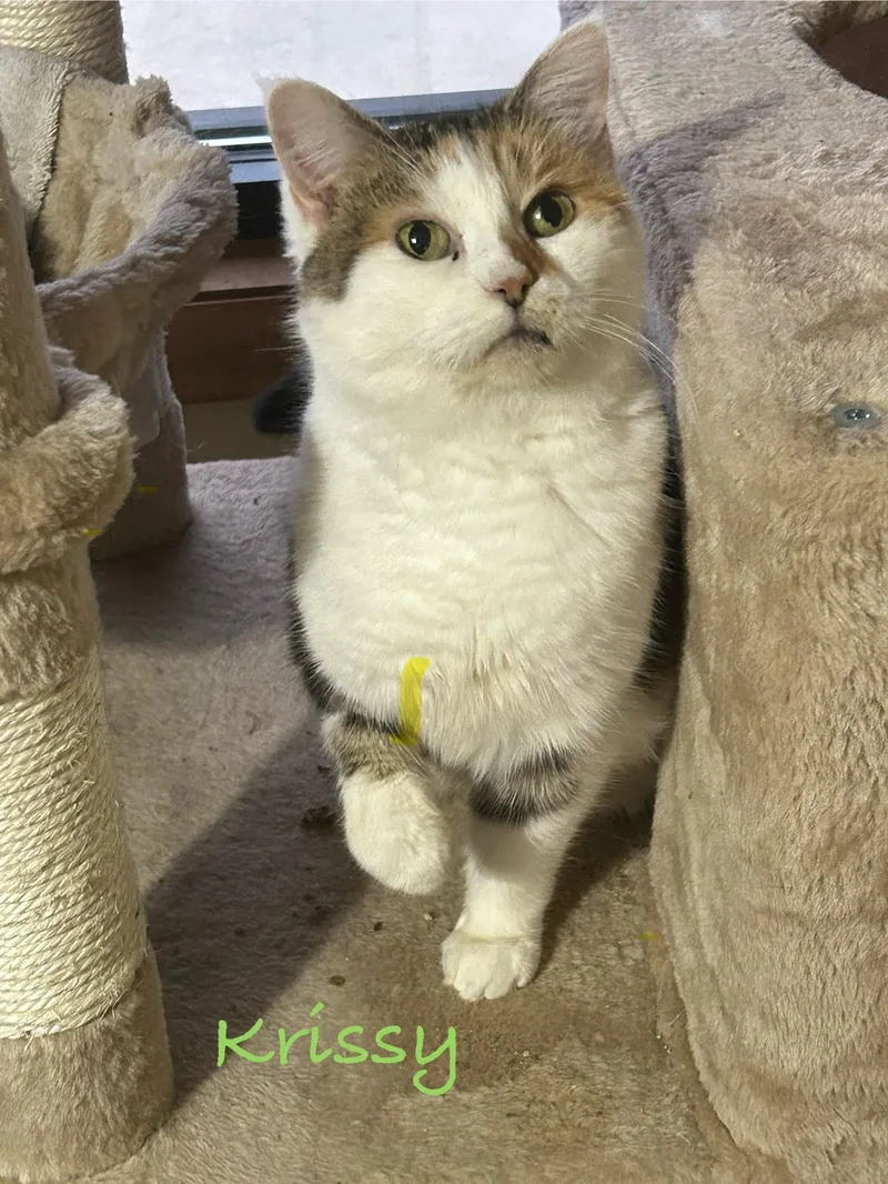 Krissy