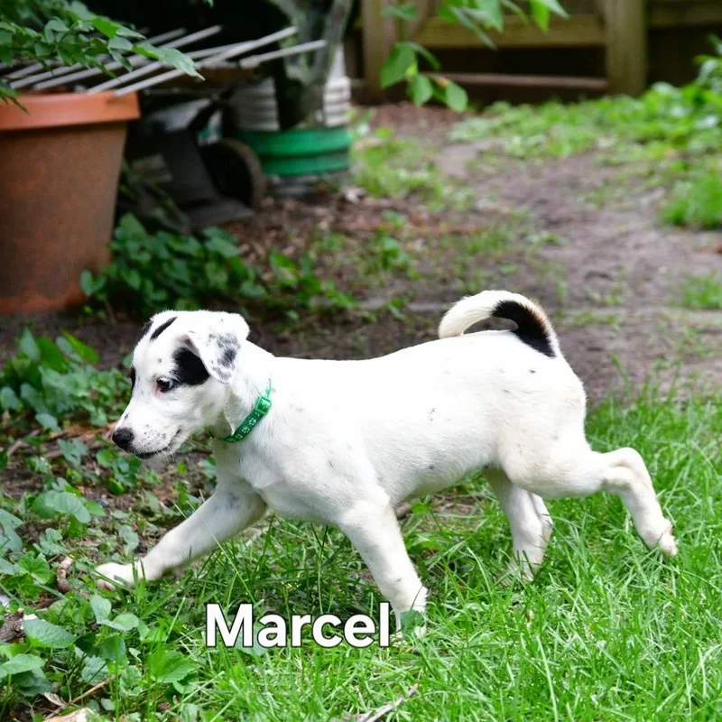 A baby medium-sized male White / Cream Cattle Dog dog named Marcel for adoption in Normal, IL