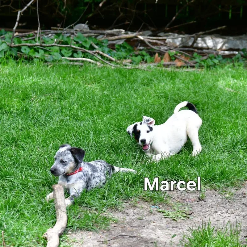 Marcel thumbnail 5