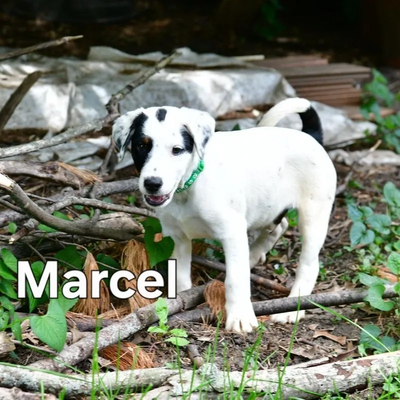 Marcel thumbnail 6