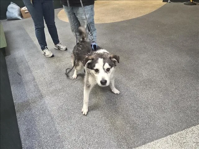 A young medium-sized male Siberian Husky dog named Jackson for adoption in Los Angeles, CA