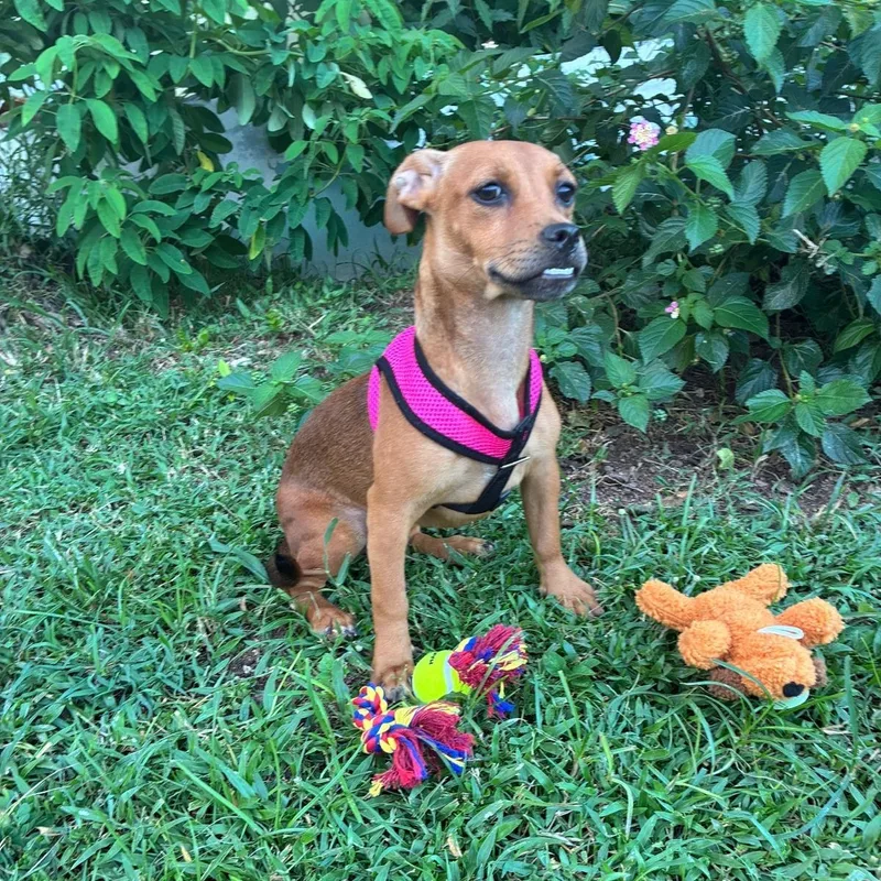 Atena Grace "supreme Love."