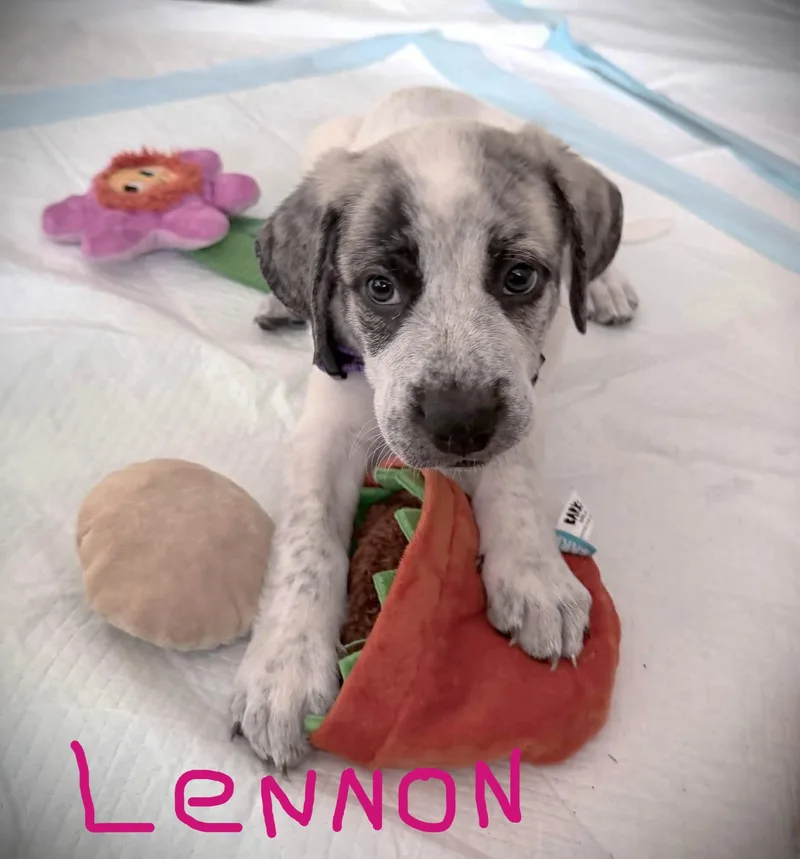 The Beatles Pups.......george  thumbnail 2