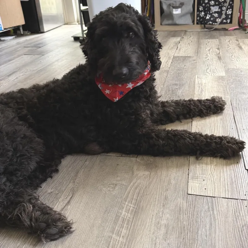 An adult medium-sized female Black Poodle dog named Vivi for adoption in New Orleans, LA