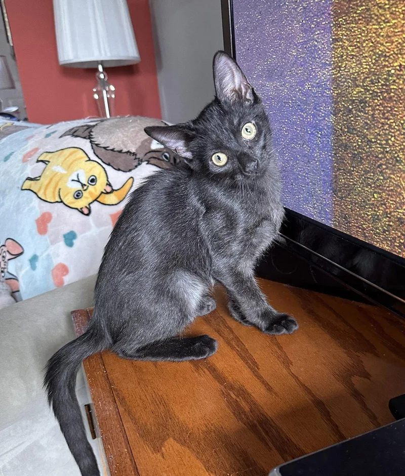A baby medium-sized female Domestic Short Hair cat named EllyMay for adoption in Walled Lake, MI