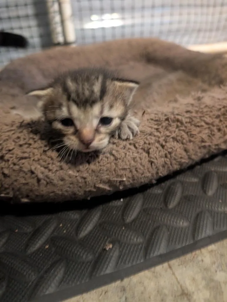 A baby medium-sized female Domestic Short Hair cat named Clover for adoption in Fort Oglethorpe, GA