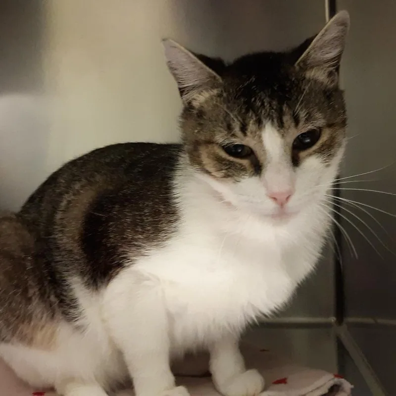 An adult medium-sized male Brown / Chocolate Domestic Short Hair cat named Piglet for adoption in Spokane, WA