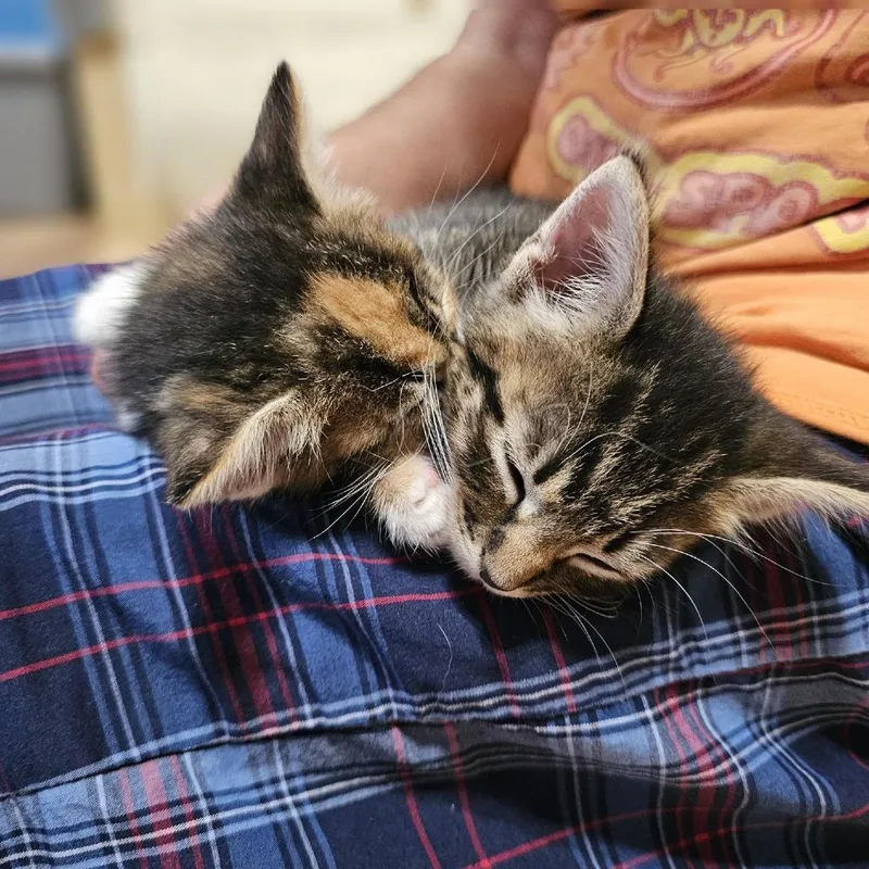 Tigger C thumbnail 2