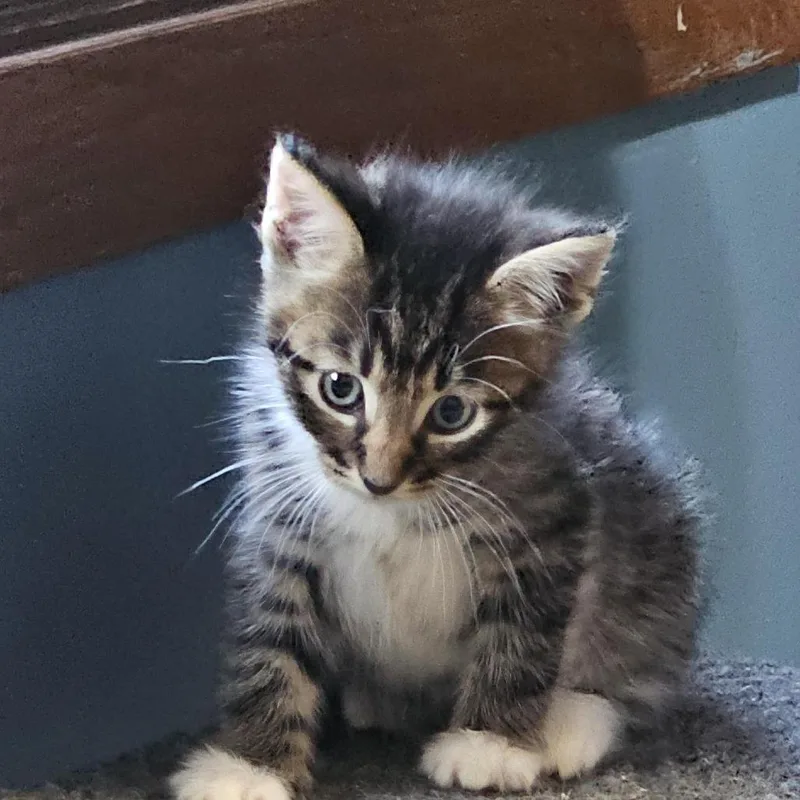 Tigger C thumbnail 3