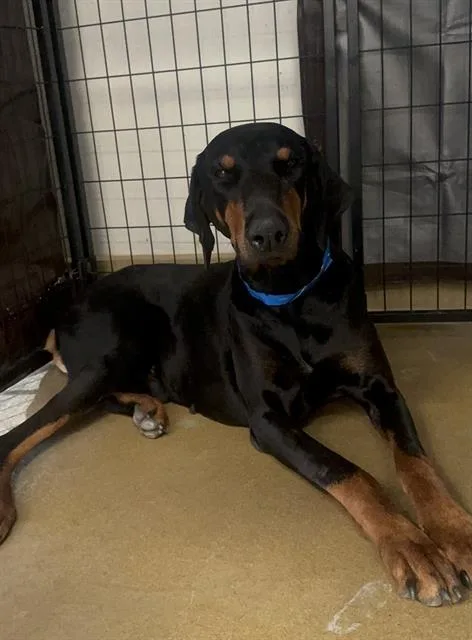An adult large-sized male Doberman Pinscher dog named Thrasher for adoption in Riverside, CA