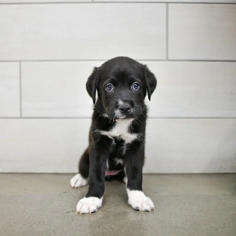 A baby small-sized female Pit Bull Terrier dog named Esspresso for adoption in West Jordan, UT
