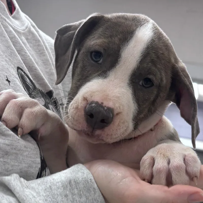 A baby small-sized male Pit Bull Terrier dog named Jack for adoption in Indianapolis, IN