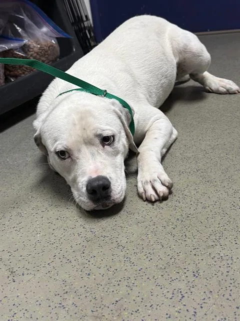 A young medium-sized male Pit Bull Terrier dog named Moose for adoption in Bakersfield, CA