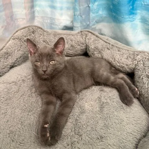 A baby small-sized male Gray / Blue / Silver Domestic Short Hair cat named Thomas for adoption in Madison, WI