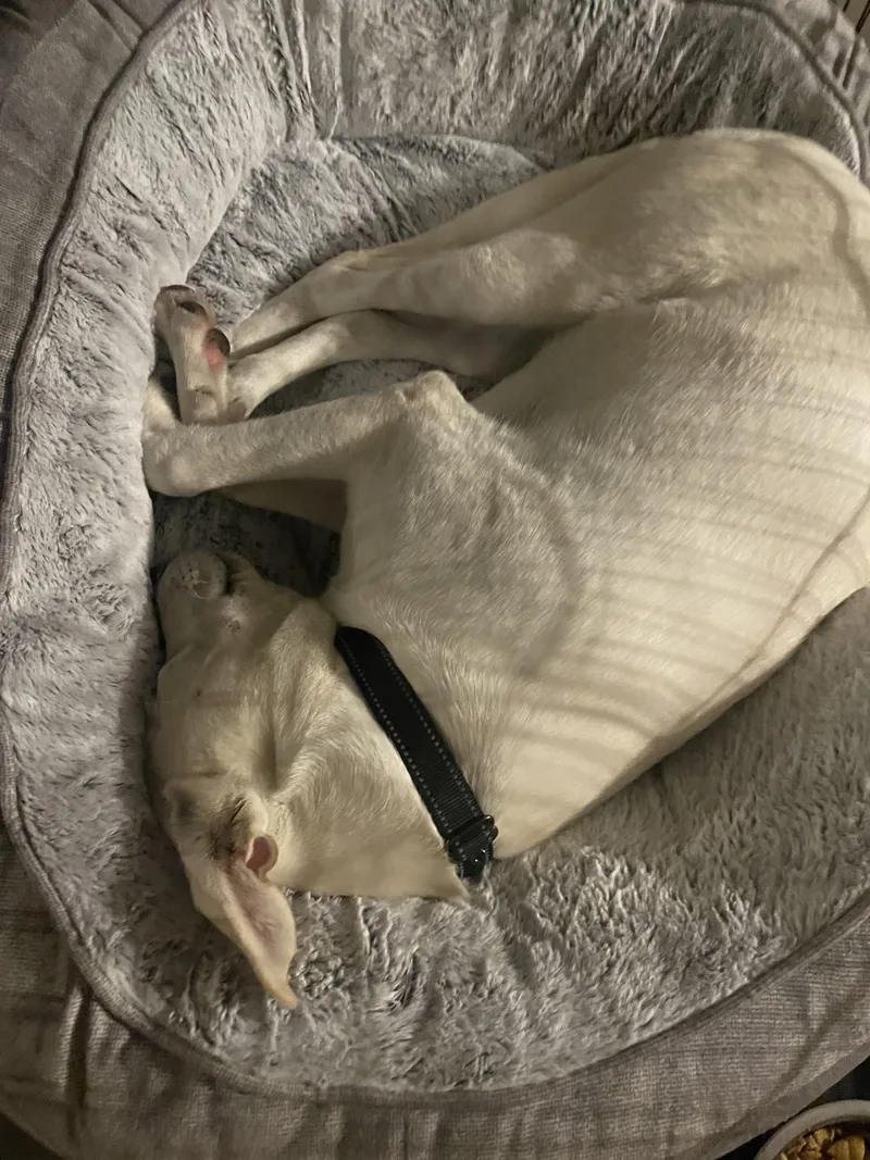 Snow White thumbnail 2