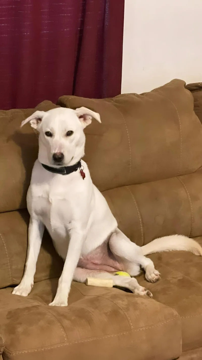 Snow White thumbnail 6