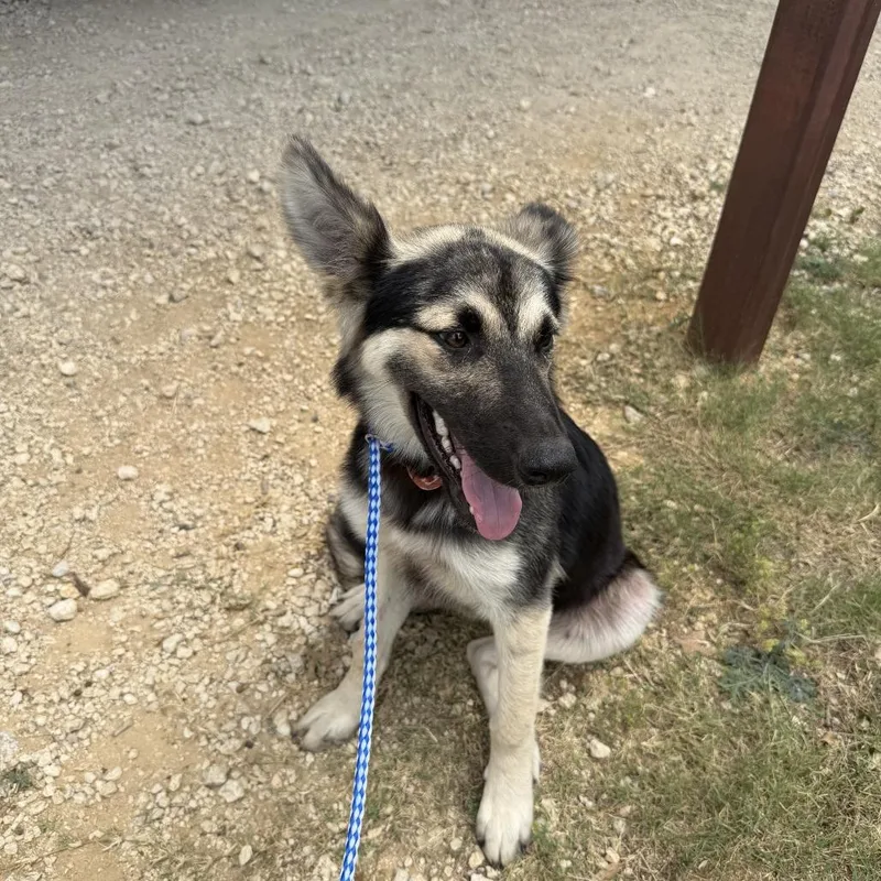 A young medium-sized female Black German Shepherd Dog dog named Annie for adoption in Madison, WI